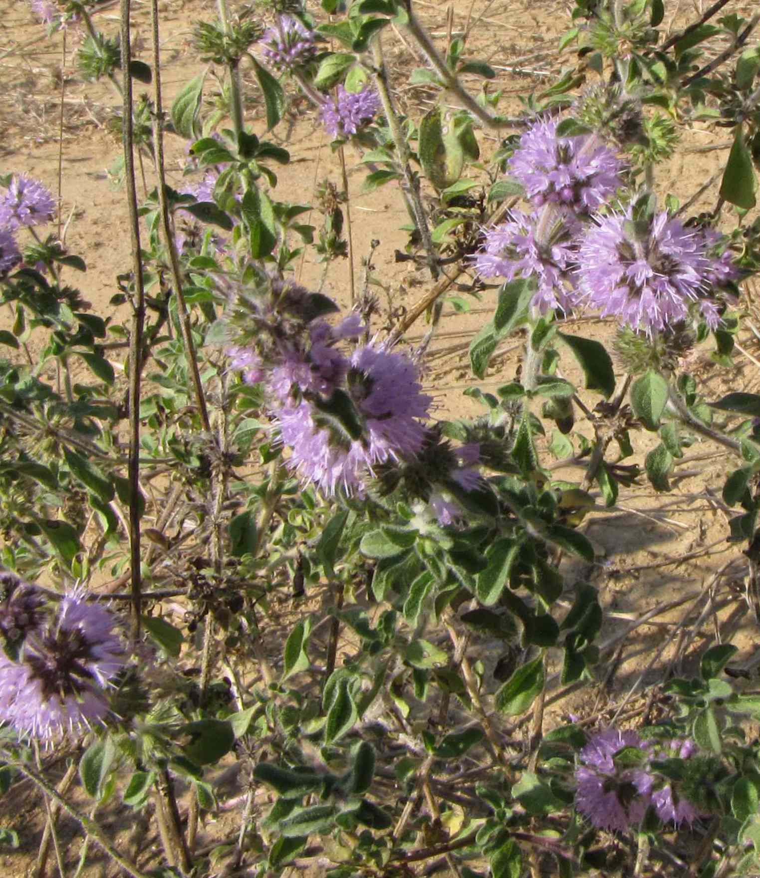 Mentha pulegium